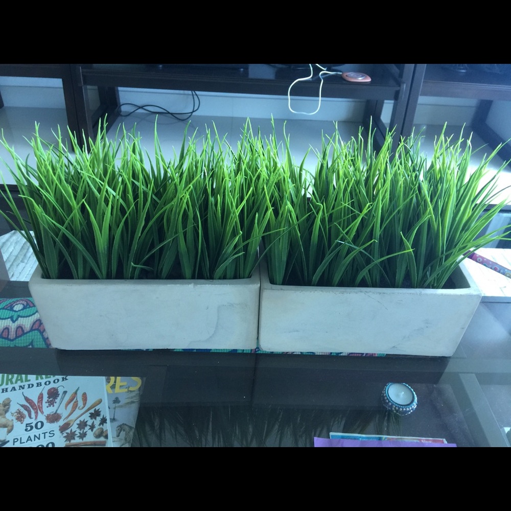 Plant decoration 2x$9